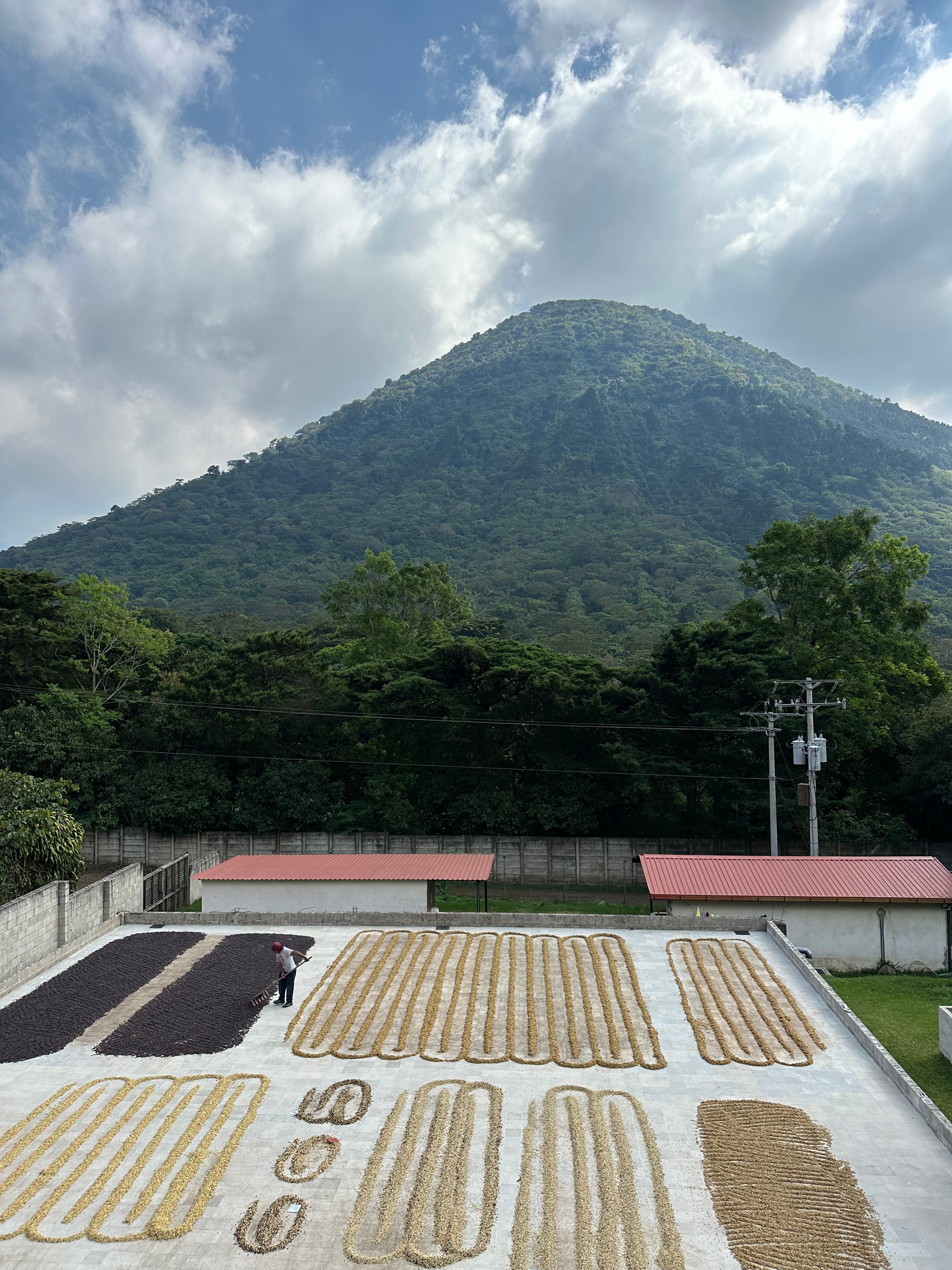 Washed vs. Natural: Shaping the Clean Cup